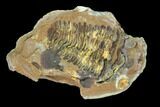 Fossil Calymene Trilobite In Nodule (Pos/Neg) - Morocco #100017-1